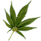 hashish.gif